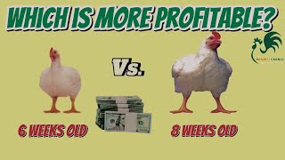 Comparing Cost and Profitability for rearing 100 Broiler Chickens At 6 Weeks and 8 Weeks In Nigeria [upl. by Barron202]