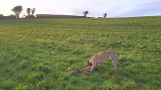 Foxing with lurchers day time [upl. by Carson440]