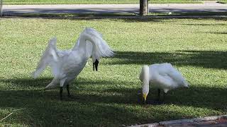 Trumpeter and whooper swans having a discussion [upl. by Derby]