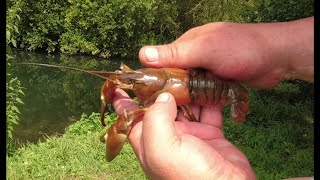 🦞 Pêche à LEcrevisse Ce Que Vous Devez Savoir 🦞 N°359 [upl. by Smallman715]