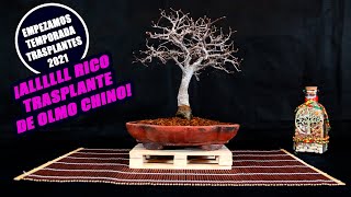 Cómo Trasplantar Bonsai de Olmo Chino [upl. by Eidas]