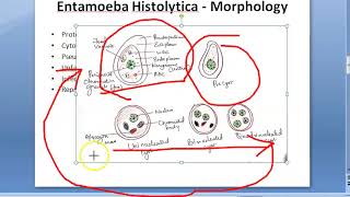 Parasitology 026 a Amoeba Entamoeba Histolytica Classification Amoebiasis Trophozoite Quadrinucleate [upl. by Calbert]