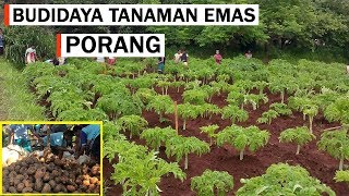 Cara Menanam Porang Di Lahan Terbuka Agar Cepat Panen Baik Dari Katak  Biji Maupun Umbi [upl. by Ahtilat100]