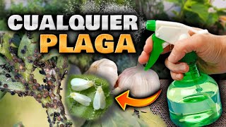 MATA BICHOS y PLAGAS con este INSECTICIDA CASERO de AJO para PLANTAS  Pesticida Casero con AJO [upl. by Missie]