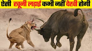 जानवरों की सबसे भयानक लड़ाई  10 Most Dangerous Wild Animal Fights [upl. by Metzgar]