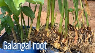 Best Tips To Grow GALANGAL PLANT in Pot or Container at Home  Daily Life and Nature [upl. by Ytsim]