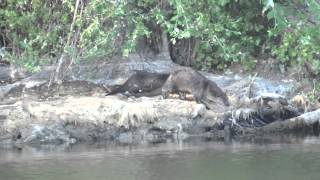 Las Tablas de Daimiel La nutria [upl. by Leachim329]