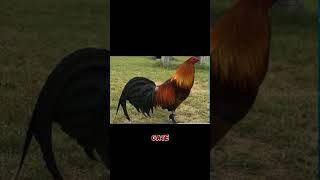 BrownRed Gamefowl History and origin [upl. by Koran551]