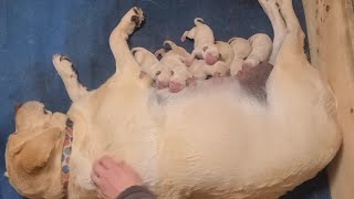 Yellow Labrador Retriever Giving Birth To Puppies  Crying New Born Puppies Nursing From Tired Mama [upl. by Zertnom]