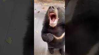 Life with Bear😅 Funniest Bears Videos🐻 Polar Bear  Funny Animals shorts bear funnybear [upl. by Mokas343]