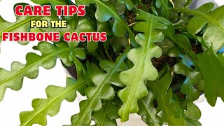 A few care tips for a Fishbone Cactus [upl. by Ahsac]