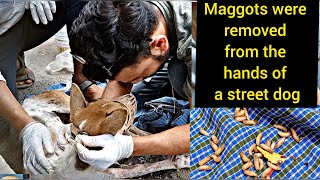 Removing lot of maggots from hand of a stray dog  dog rescue  maggots removal  street dog [upl. by Nnyw729]