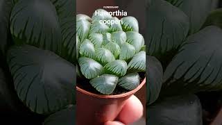 Хавортия Купера  Haworthia cooperi  FlowersLand [upl. by Saltsman]