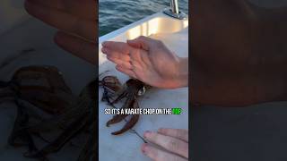 How to humanely kill a squid for foodbait [upl. by Enomaj606]