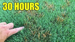 How to Kill Nutsedge in Lawn [upl. by Pace85]