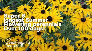 6 Non Stop Flowering perennials for Late Summer [upl. by Amil100]