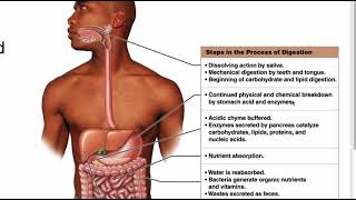 AampP 2 Digestion [upl. by Janith840]