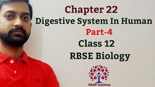 Class 12 Chapter 22 Digestive System Of Human RBSE Biology Part4 [upl. by Nylodnew]