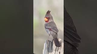 NatureNation Pyrrhuloxia [upl. by Reisinger]