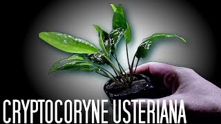 Aquarium Plants Cryptocoryne Usteriana [upl. by Gerdi]