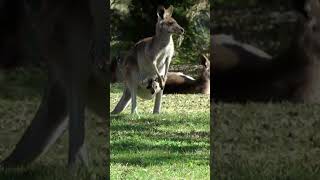 Wilsons Promontory National Park Victoria Australia [upl. by Radbourne]