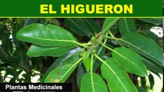 El Higueron  Plantas Medicinales [upl. by Etnom646]