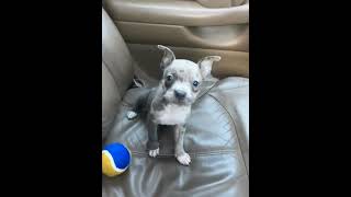 Amiri wanna talk back 😭😭 bullybreed foryou fypシ゚viral merlebully foryoupage blowup [upl. by Rehttam716]