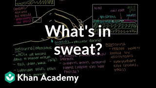 Whats in sweat Holocrine Apocrine Merocrine Glands  NCLEXRN  Khan Academy [upl. by Atires]