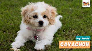 Cavachon A Complete Visual Guide To This Adorable Little Dog [upl. by Lilybelle]