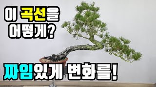 금현분재 소나무 분재 짜임있게 변화를Timelapse Red pine Bonsai demo 5 분재 盆栽Bonsaicây cảnh [upl. by Gemperle301]