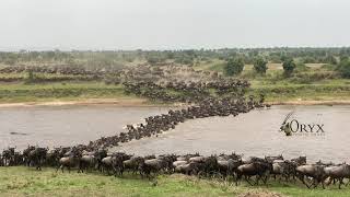 Wildebeest Migration River Crossing Serengeti National Park [upl. by Adin]