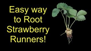 How To Root Strawberries For Hydroponics Aquaponics Or Soil  The SleestaksRule Method [upl. by Ayet]