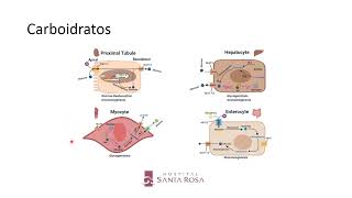 Metabolismo de Macronutrientes [upl. by Novj498]