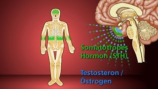 Knochenwachstum  Schulfilm Biologie [upl. by Micheil]