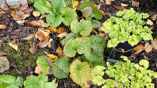 Fall Update amp Cut Back For quotJack Of Diamondsquot Heart Leaf Brunnera 4K  November [upl. by Vladamar50]