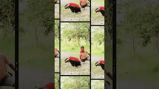 Action new video ll movies Action 🎬 ll sbr music present ll Bhulai comedy video [upl. by Nudd]