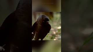 The Antidote Uncovering the Crows Bizarre Behavior  shorts information facts animals amazing [upl. by Alimaj632]