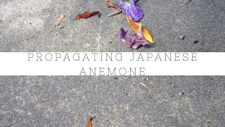 Propagating Japanese anemones and changes to the outside chicken area [upl. by Siravat230]