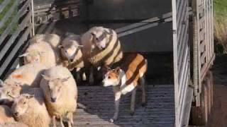 Welsh sheepdog Milwyn Heini unloading a trailer [upl. by Zetnauq428]