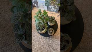 Some Of Our Peperomia Collection plants peperomia houseplants collection [upl. by Adyahs]