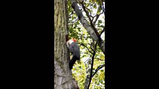 Pileated Woodpeckers in Michigan [upl. by Neeluj101]