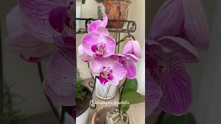 11112024 Orchid Moth Phalaenopsis Amabilis 🌸 [upl. by Trovillion]