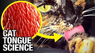 Cat Tongues Are Evolutionary Marvels [upl. by Ennaitsirk]