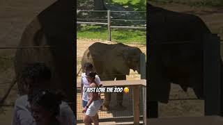 The Zoo My Favorite Place 🥰 zoo animals traveling shorts zoolife zebra elephant lion [upl. by Matthus376]