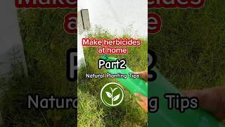 Make herbicide at home shortvideo plants youtubeshorts farming viralvideo video foryou [upl. by Raamaj]