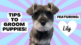 How To Groom a Puppy  Miniature Schnauzer Puppy  Puppy Haircut [upl. by Cinda]