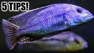 Avoid These 5 Problems With African Cichlids [upl. by Yecal414]