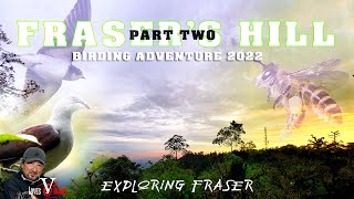 Frasers Hill Birding Adventure Part Two  Exploring Fraser [upl. by Maloy42]