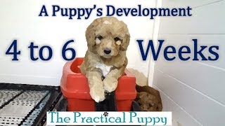 Watching Puppy Grow from 4 to 6 Weeks [upl. by Skees905]