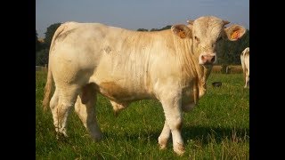 Elevage de charolais  la période hivernale au GAEC ROLIN [upl. by Hoenack]